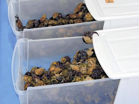 【鹿児島】天然記念物オカヤドカリ数千匹、中国人が宿泊の部屋に…中国では食用にも　奄美